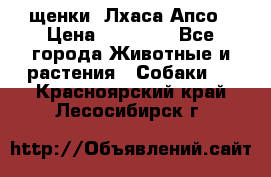 щенки  Лхаса Апсо › Цена ­ 20 000 - Все города Животные и растения » Собаки   . Красноярский край,Лесосибирск г.